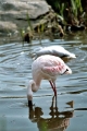 imm029 30 imm029 30